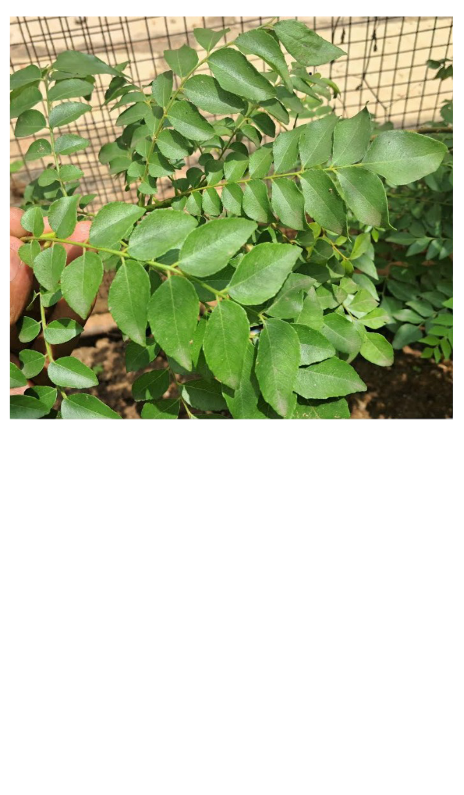 Curry Leaves (1)