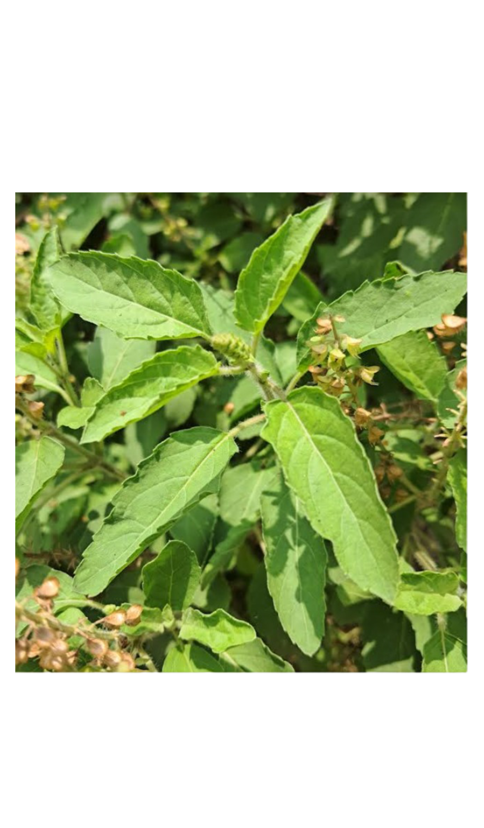 Tulsi Leaves (1)